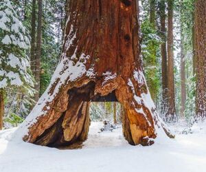 Sequoia