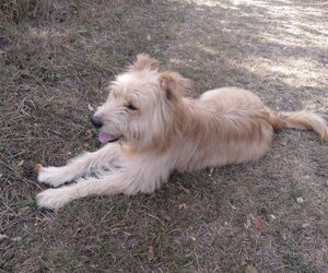 Josu