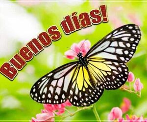 Belus