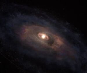 tauri