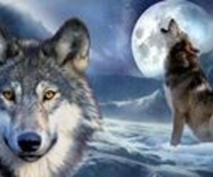 Lobo Solitario
