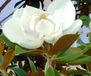 flor