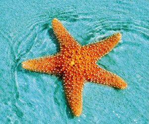 Estrella