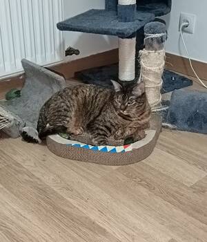 Rosita