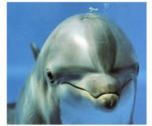 piscis