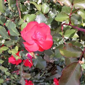Rosa