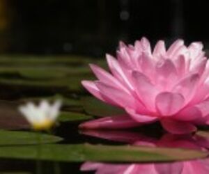 FlordeLoto