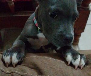 Karol