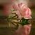 ROSANA 1111