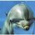 piscis