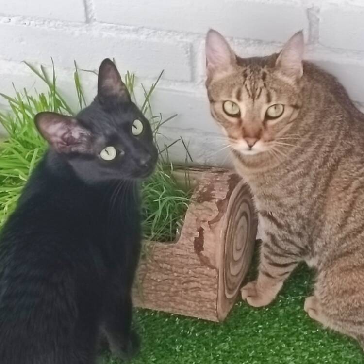Foto de perfil de Neus