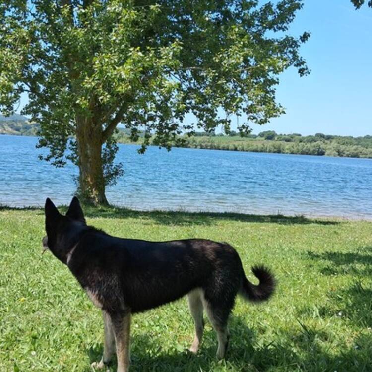 Foto de perfil de Kora