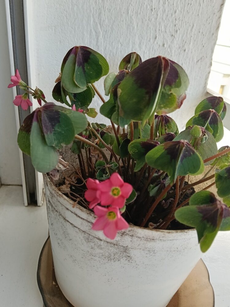 Foto de perfil de Sofi