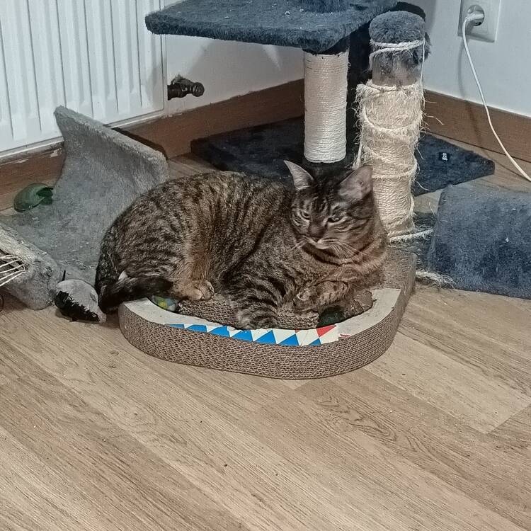 Foto de perfil de Rosita