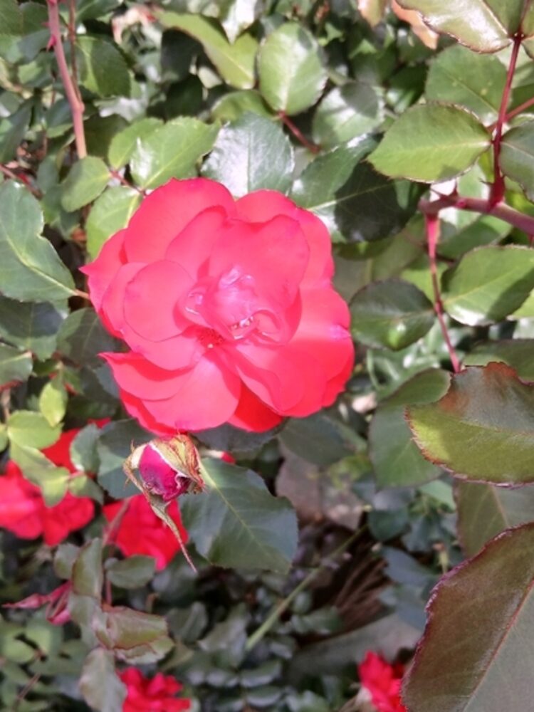 Foto de perfil de Rosa